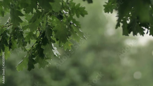 Oak branch under the stream of rain. Slow motion, flight of drops is visible.