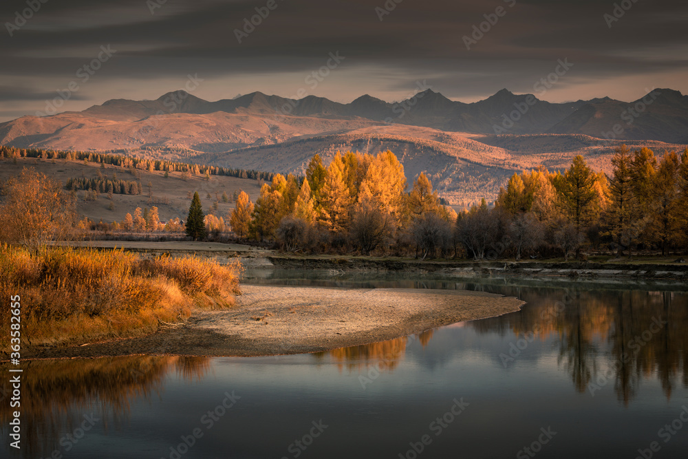 Obraz premium Autumn landscape, bend of the river with yellow larch trees on the Bank against the background of mountains in dawn colors