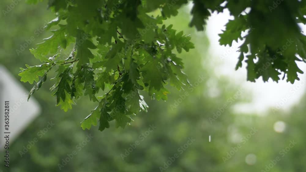 Gloomy summer day in the park, oak branch under raindrops, slow motion. Gloomy summer day in the park, oak branch under raindrops, slow motion.