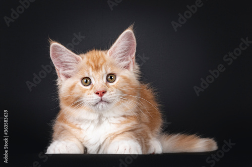 Alert red silver Maine Coon cat kitten, laying down facing front. Looking at camera with brown / greenish eyes. Isolated on black background.