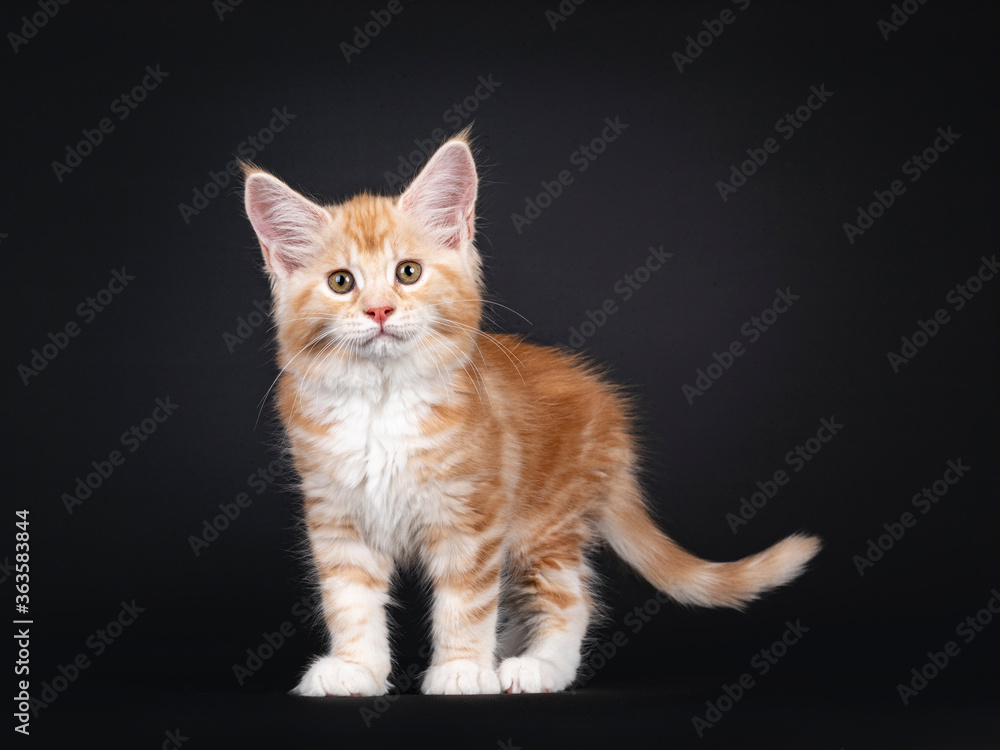 Alert red silver Maine Coon cat kitten, standing side ways. Looking at camera with brown / greenish eyes. Isolated on black background.