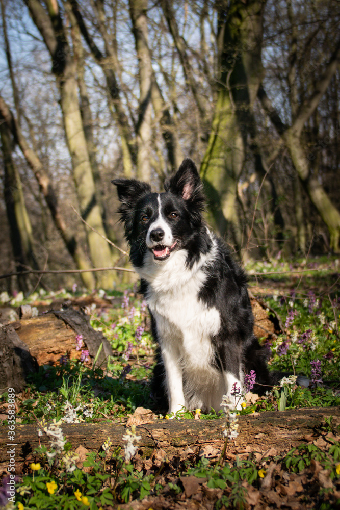 Border collie is sitting in flowers in forest. She is so patient model. Border collie is sitting in flowers in forest. She is so patient model.