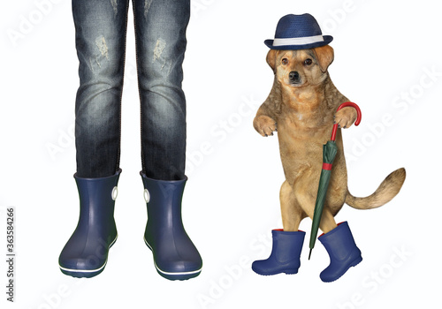 Fototapeta Naklejka Na Ścianę i Meble -  The girl in jeans and her dog in a hat with an umbrella cane are both in blue rubber boots. White background. Isolated.