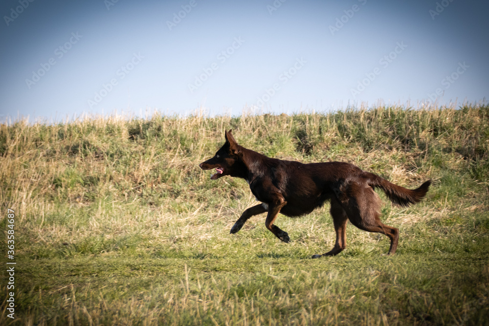 Border collie is running in the grass. She is so crazy female dog. Border collie is running in the grass. She is so crazy female dog.