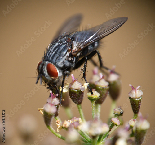 Close up of a checkerboard fly 