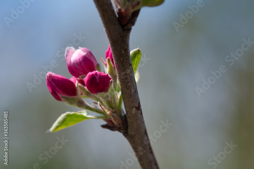 Apple blossem on a tree, photo made in Weert the Netherlands photo