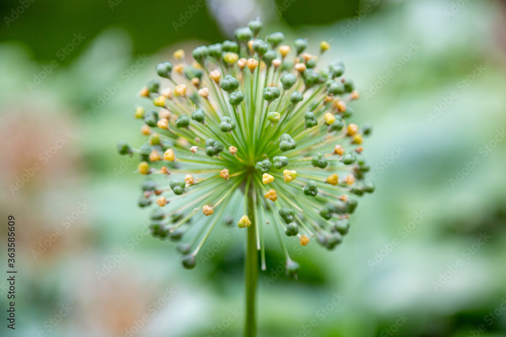 Allium or wild onion. Blossoming plant with round prickly flower Allium or wild onion. Blossoming plant with round prickly flower