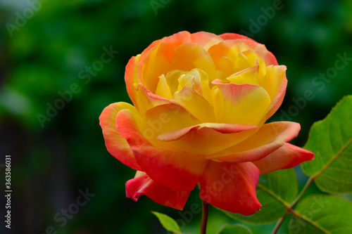 Red yellow rose photo with a green background, made in Weert the Netherlands