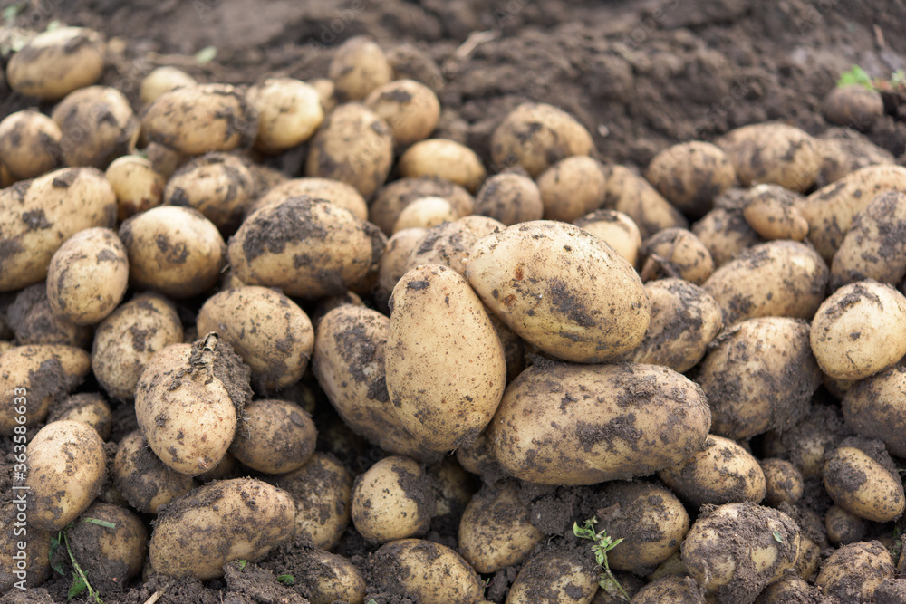 Potato harvest - a pile of fresh potatoes. Potatoes have soil Potato harvest - a pile of fresh potatoes. Potatoes have soil