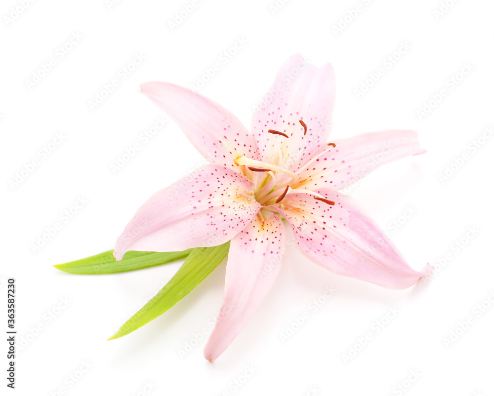 Fototapeta premium Beautiful pink lily.
