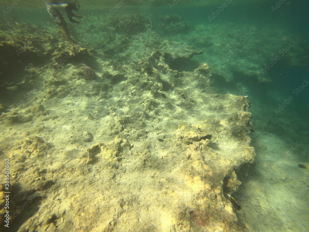 Naklejka premium Récif de corail, lagon de Maupiti, Polynésie française 