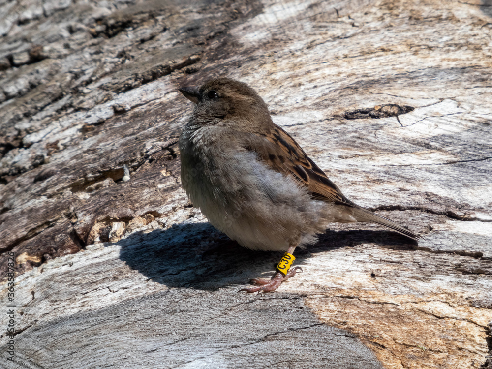 Fototapeta premium a sparrow sitting on a tree trunk
