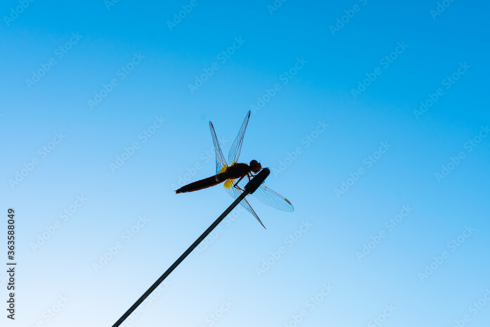 Dragonfly on an antenna against the blue sky. Dragonfly silhouette against the blue sky. Dragonfly on an antenna against the blue sky. Dragonfly silhouette against the blue sky.