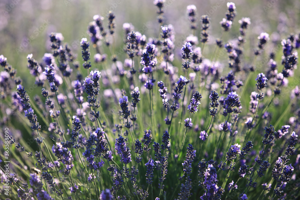 Naklejka premium lavender bushes in the sunlight