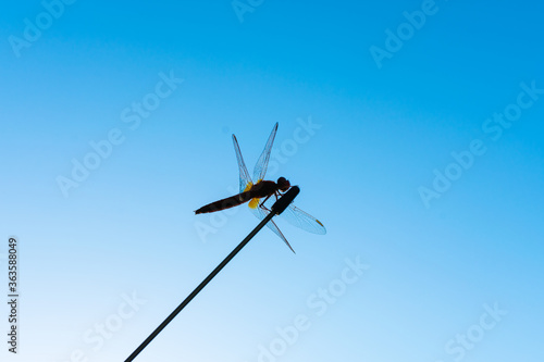 Dragonfly on an antenna against the blue sky. Dragonfly silhouette against the blue sky.