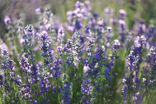Fototapeta Naklejka Na Ścianę i Meble -  
lavender bushes in the sunlight