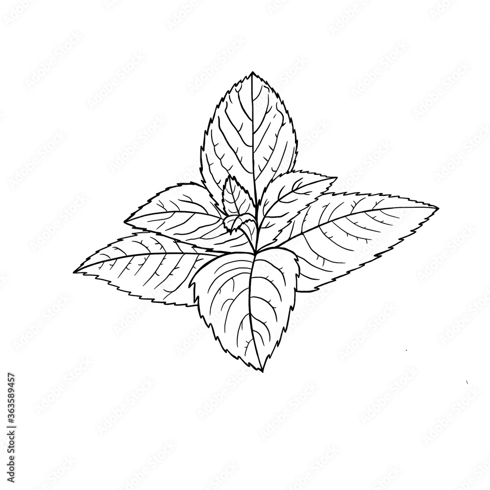 Sketch mint leaves. Outline mint leaves are element for design. Hand