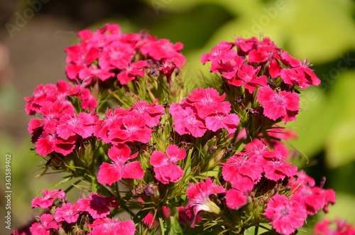 pink flowers in the garden