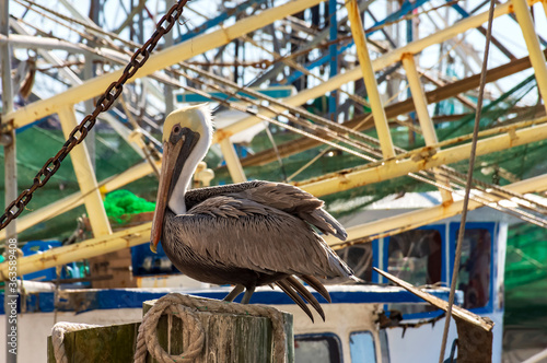 pelican near the shrimp boats in biloxi, mississippi which is on the gulf of mexico