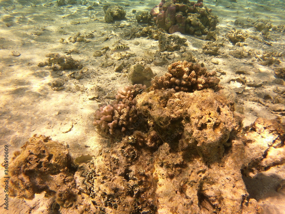Corail dans le lagon de Maupiti, Polynésie française Corail dans le lagon de Maupiti, Polynésie française