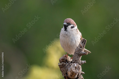 Tree Sparrow sitting on branch