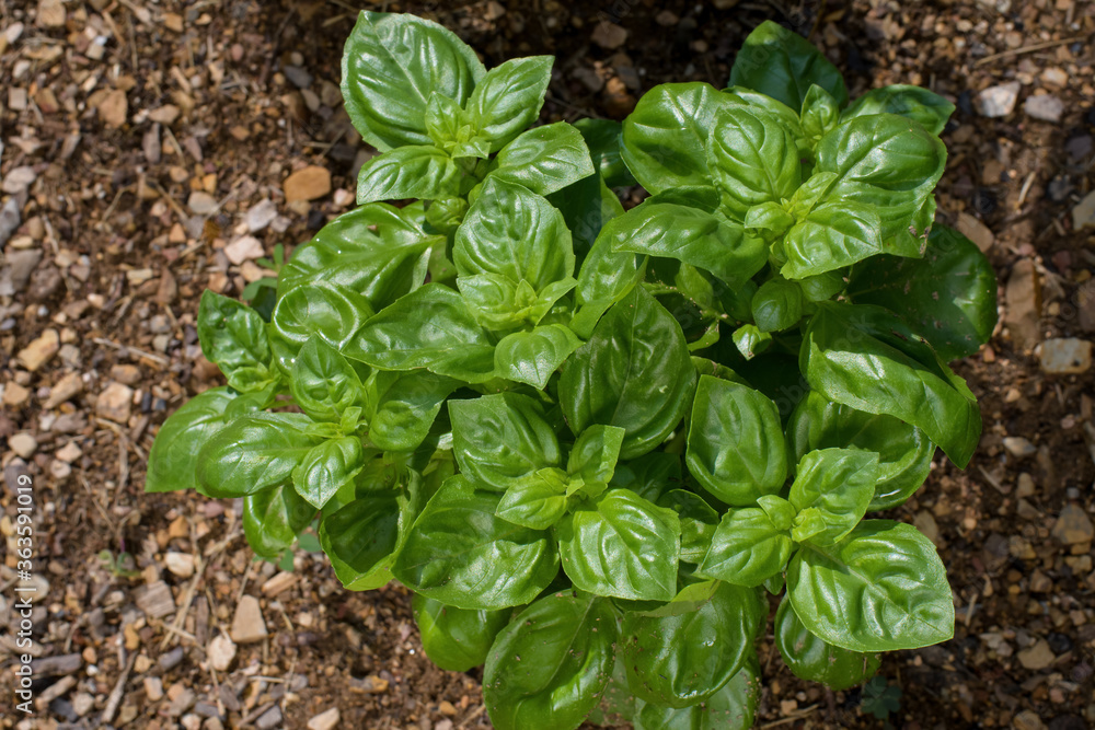 Basil in the garden on a sunny day. It is also called great basil and is a culinary herb of the family Lamiaceae. It is native to tropical regions and is used in cuisines worldwide. Basil in the garden on a sunny day. It is also called great basil and is a culinary herb of the family Lamiaceae. It is native to tropical regions and is used in cuisines worldwide.