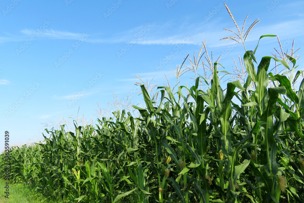 Corn field against blue sky and white clouds. Agricultural industry in summer, green corn stalks with cobs Corn field against blue sky and white clouds. Agricultural industry in summer, green corn stalks with cobs