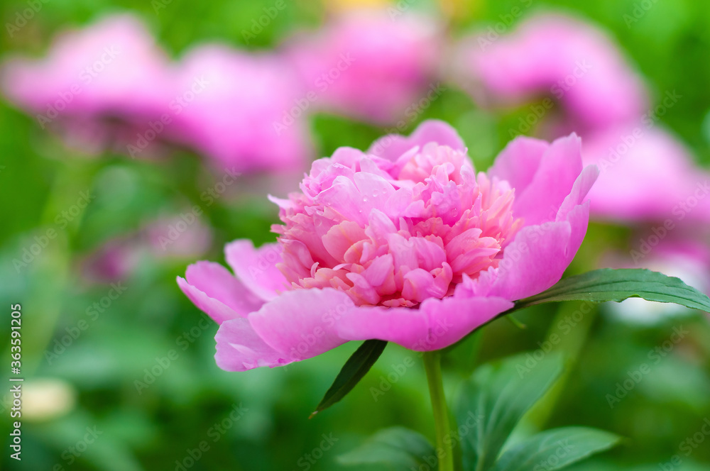 Flower after the rain in water drops. Wet blossom. Beautiful garden of pink peonies. Summer season plants