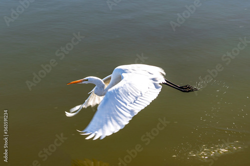 Photography egret in flight at the wetlands in the San Francisco Bay area