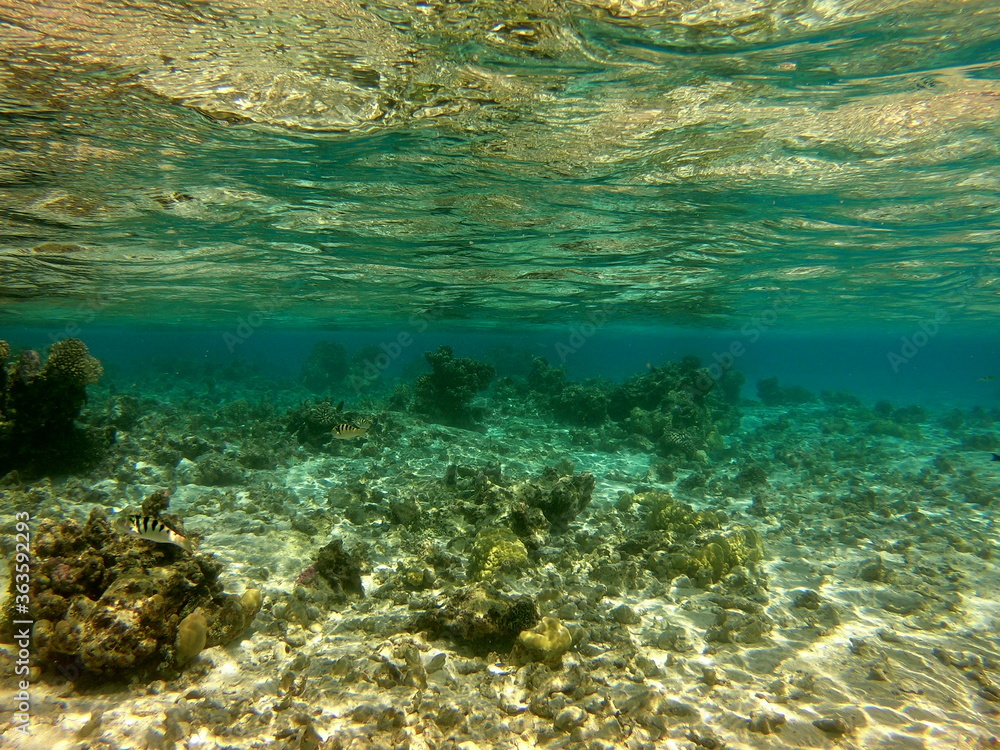 Plongée dans le lagon de Maupiti, Polynésie française	