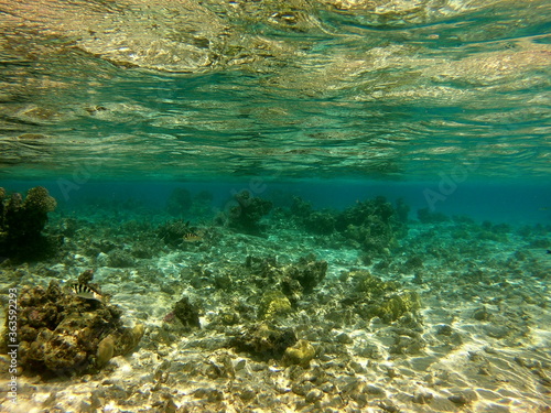 Plongée dans le lagon de Maupiti, Polynésie française 
