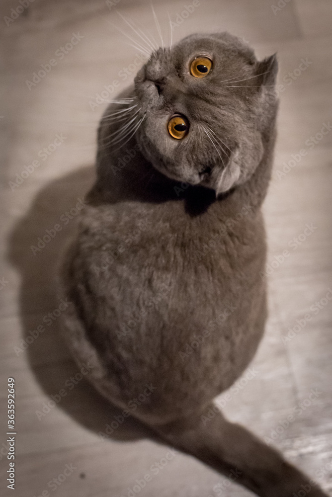 Obraz premium cat on the floor