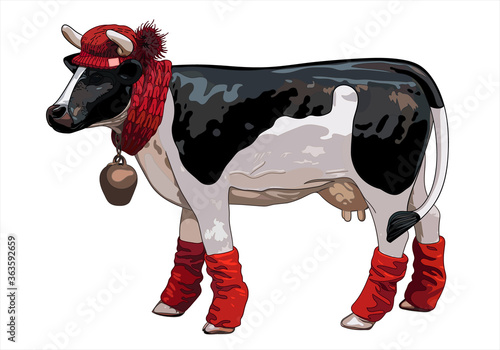 Vector illustration of a funny black and white spotted cow in a red hat, scarf and leggings with a bell. Isolate on a white background. Christmas Eve concept. Winter in the Alps.