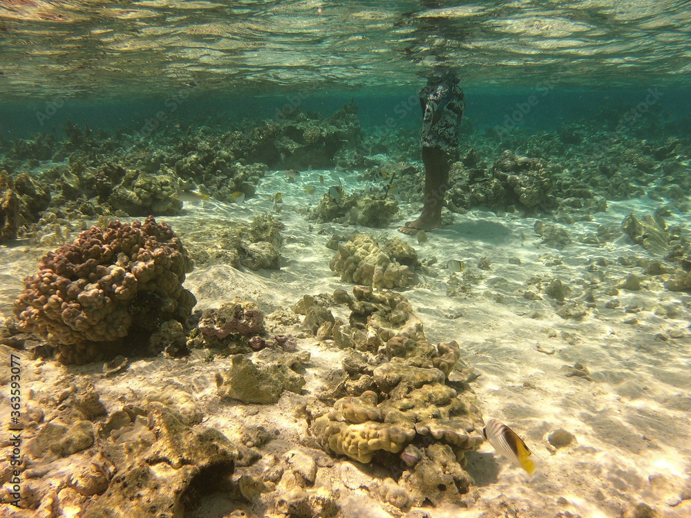 Fototapeta premium Touriste dans le lagon de Maupiti, Polynésie française 