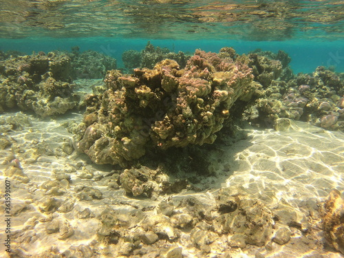 Récif de corail, lagon de Maupiti, Polynésie française 