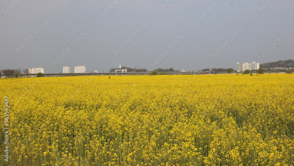 field of rapeseed