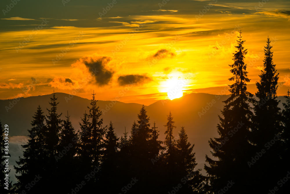 Breathtaking sunset in coniferous forest.