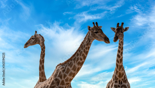 African giraffes on game reserve