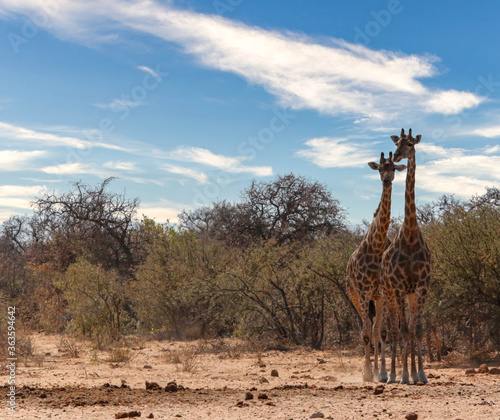 African giraffes on game reserve photo