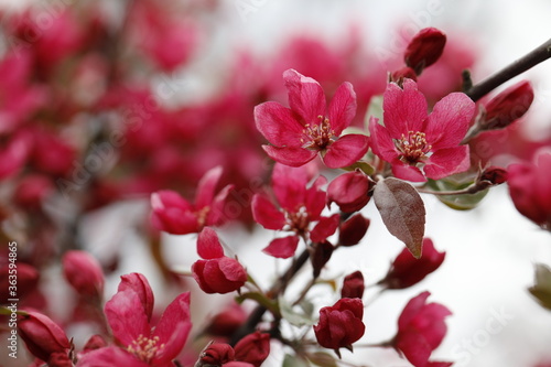 Crimson flowers of a hybrid Apple tree close-up. Malus hybrid Royalty. photo