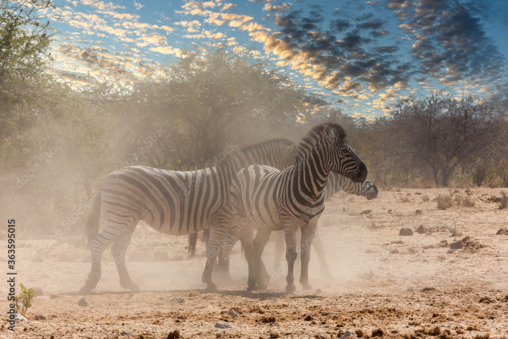 Zebras at a waterhole in Africa Zebras at a waterhole in Africa