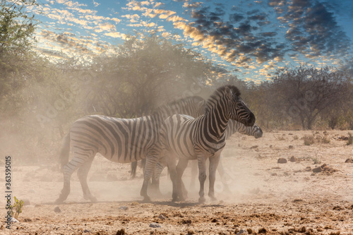 Zebras at a waterhole in Africa