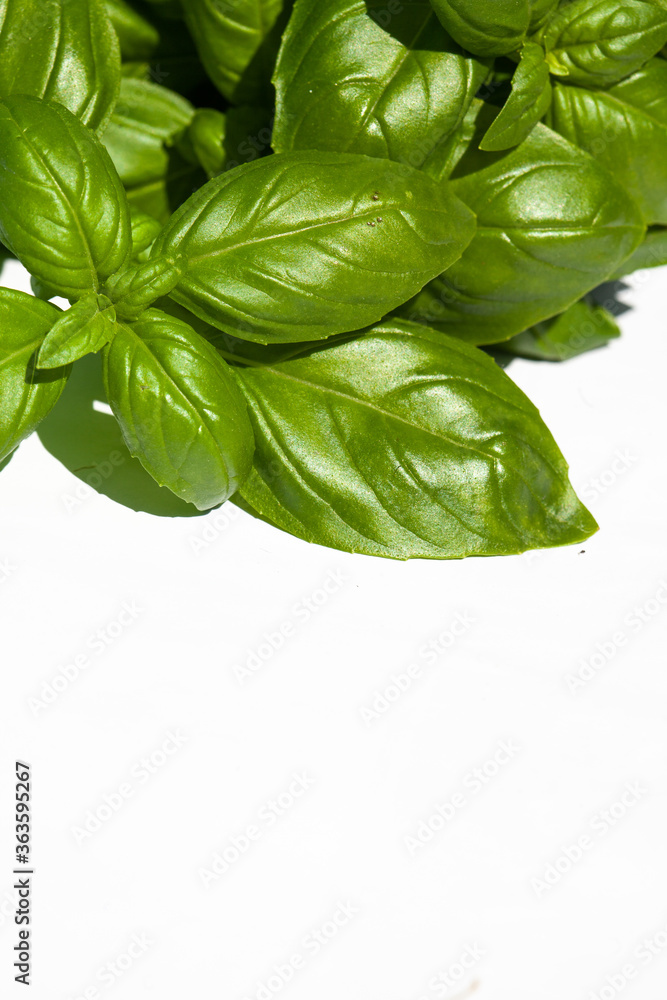 Fototapeta premium Basil leaves close up on the background