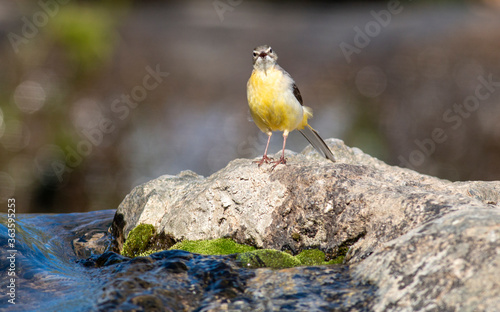 Grey Wagtain sitting on stone in the river photo