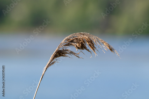Dry reeds grass super macro on lake, blurred blue water background. Summer sunny botany macro