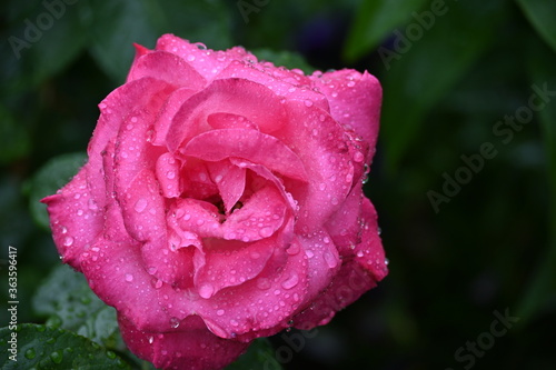 pink rose with water drops