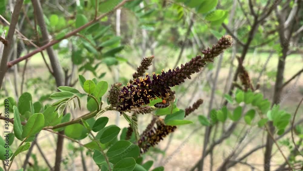 Bee collecting pollen on the flowers of False Indigo Bush (Amorpha fruticosa) Bee collecting pollen on the flowers of False Indigo Bush (Amorpha fruticosa)