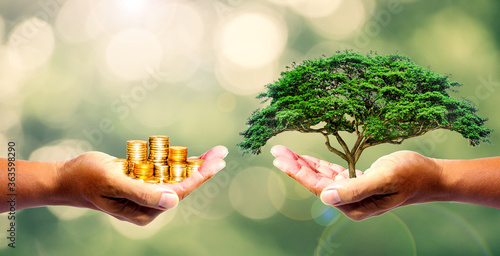 The left hand holds money. Right hand holding a tree There is a bokeh background. Design concept Nature or capitalism photo