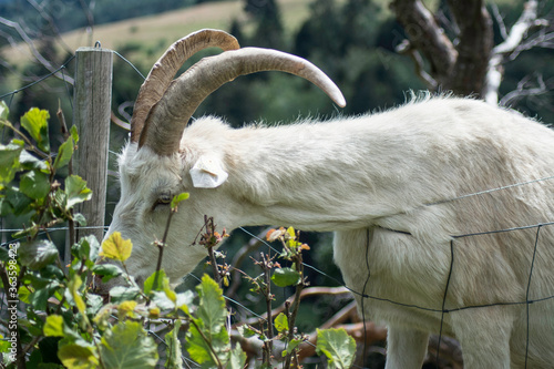 Fotografia Chèvre blanche à cornes qui mange
