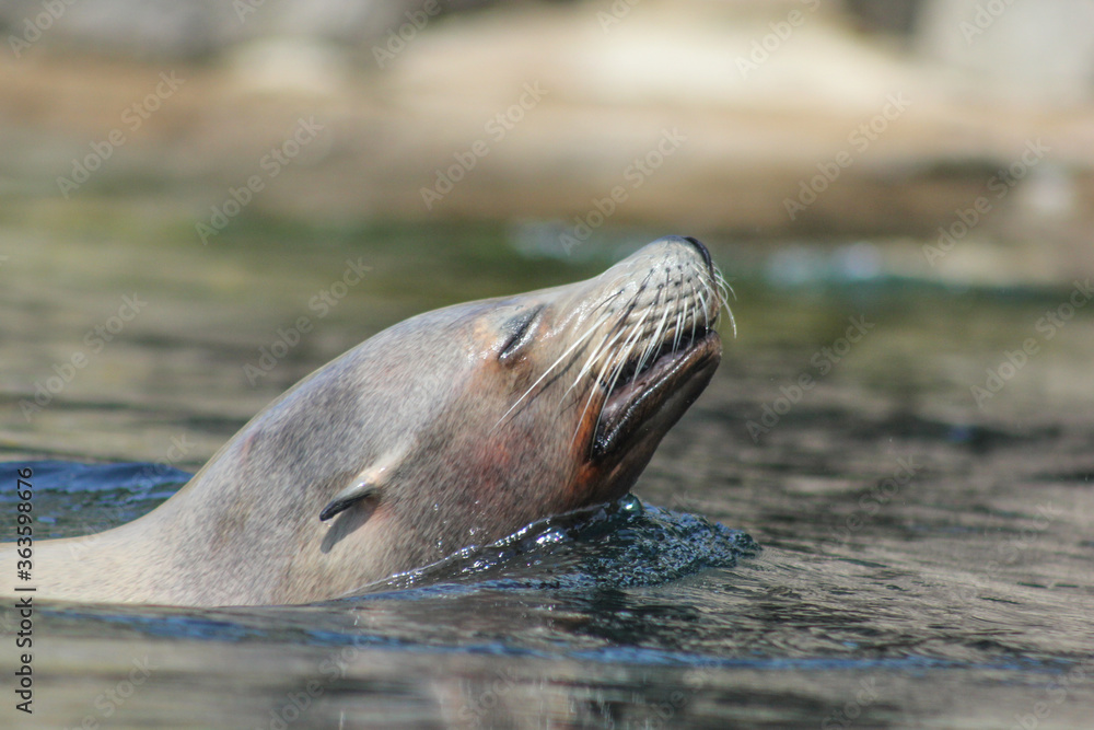 Fototapeta premium seal 